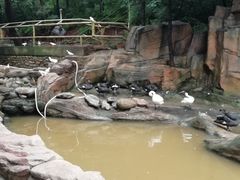 -燕塞湖鸟语林景区
