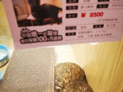 -屋虎猫馆(宝安大仟里店)