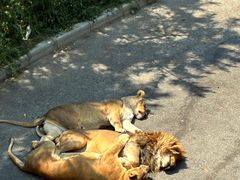 -大连森林动物园