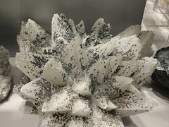 -中国地质博物馆