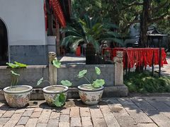-秋霞圃