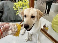 -共舞时光猫咖·狗咖(新街口店)