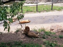 -大连森林动物园