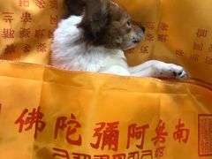 -彩虹桥宠物火化殡葬善终服务(金乐大厦店)