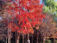 -长春市南湖公园