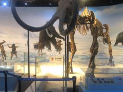 -辽宁古生物博物馆