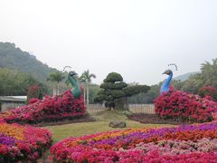 -东南花都花博园