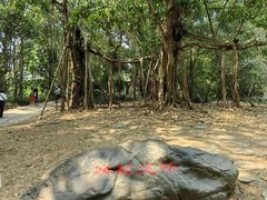 -中国科学院西双版纳热带植物园