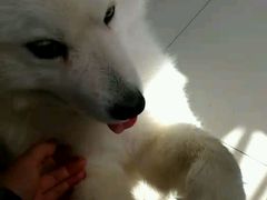 -波姐宠物家庭寄养