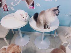 -喵的天空名猫咖啡馆·撸猫·猫舍·用品