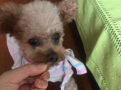 -爱侣宠医·鹦鹉专科·小型哺乳类·异宠专科(灵石路店)