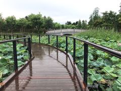 -映月湖公园
