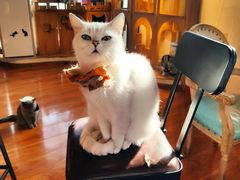-猫小院猫主题咖啡厅(北锣店)