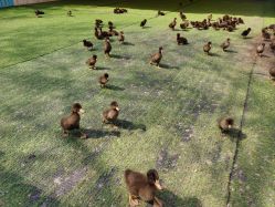 -萌宠亲子动物乐园(槐房万达店)