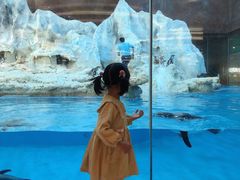 -帝企鹅自助餐厅•儿童岛•真企鹅(长隆企鹅酒店)