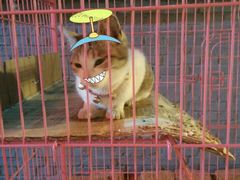 猫-四季抻面馆(江南店)