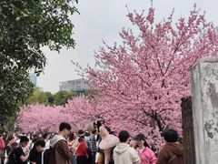 -武汉大学-樱园