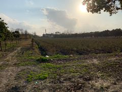 -海上花岛玫瑰园采摘