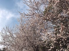 -两河城市森林公园