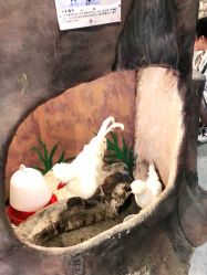 -萌哆哆·宠物乐园(福清店)