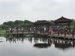 -荷塘月色湿地公园·向阳花洲