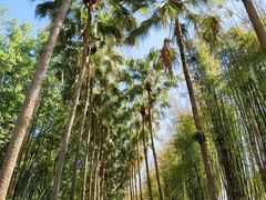 -中国科学院西双版纳热带植物园