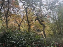 -九龙公园