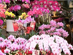 -溪岸路花鸟市场