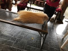-清迈夜间动物园
