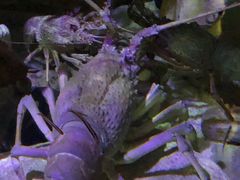 -悉尼海洋生物水族馆