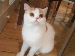 -Cappucimeow猫咪咖啡馆(韦伯时代店)
