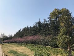 -上海海湾国家森林公园