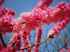 -九华山公园