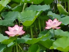 -荔湾湖公园