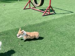 -宠福鑫康馨动物医院·骨科·眼科