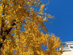 -大蜜旺(丽水店)