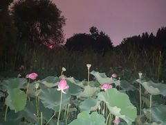 -洛阳市隋唐城遗址植物园