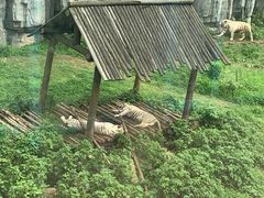 -无锡动物园·太湖欢乐园