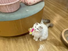-滚猫咖啡·猫咖·猫友好撸猫(未来城店)