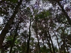 -黔灵山公园