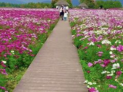 -径山花海