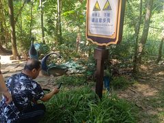 -西双版纳原始森林公园