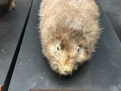 -昆明动物博物馆