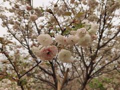 -天适樱花悠乐园