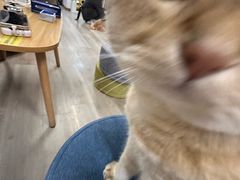 -柴迷FANS CLUB·柴犬狗咖·猫咖