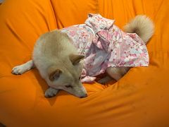 -南京Hallo宠物乐园·哈罗犬舍·柴犬繁育基地