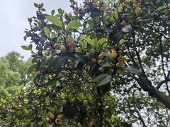 -上海佘山国家森林公园西佘山园