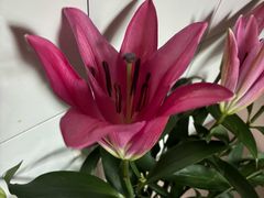 -力香园猪脚米线(金星店)