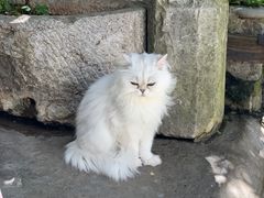 -喵屿·大理花园猫咖