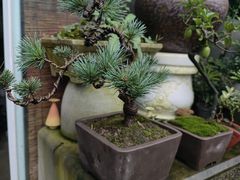-巴倒烫陆派火锅山庄(南山总店)